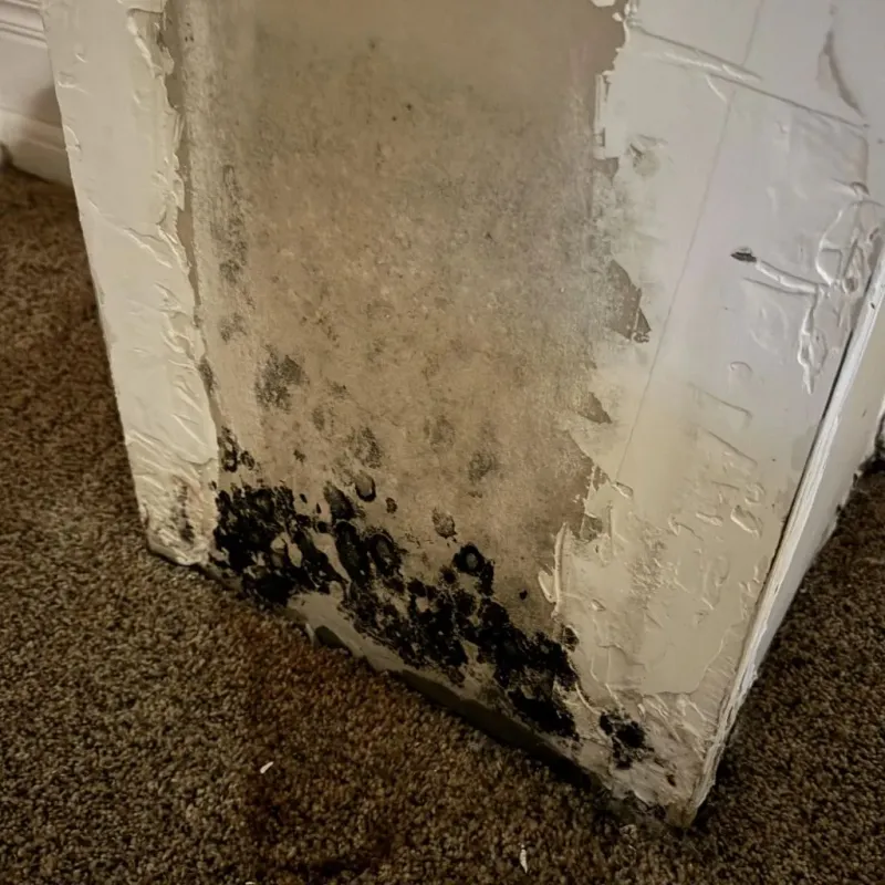 Professional Mold Removal in Lake County, SD